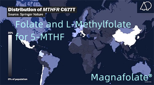 Kwas foliowy i L-metylofolan dla 5-MTHF