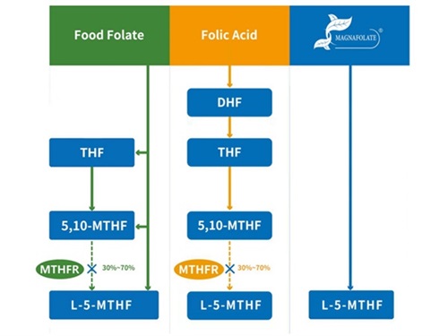 L-5-metylotetrahydrofolian wapnia VS kwas foliowy